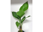Preview: Anubias heterophylla - verschiedenblättriges Speerblatt